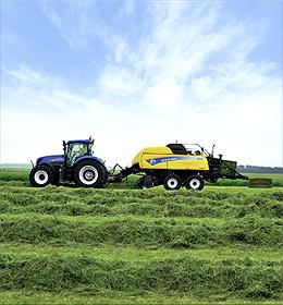 Barenbrug kleurt Rassenlijst geel