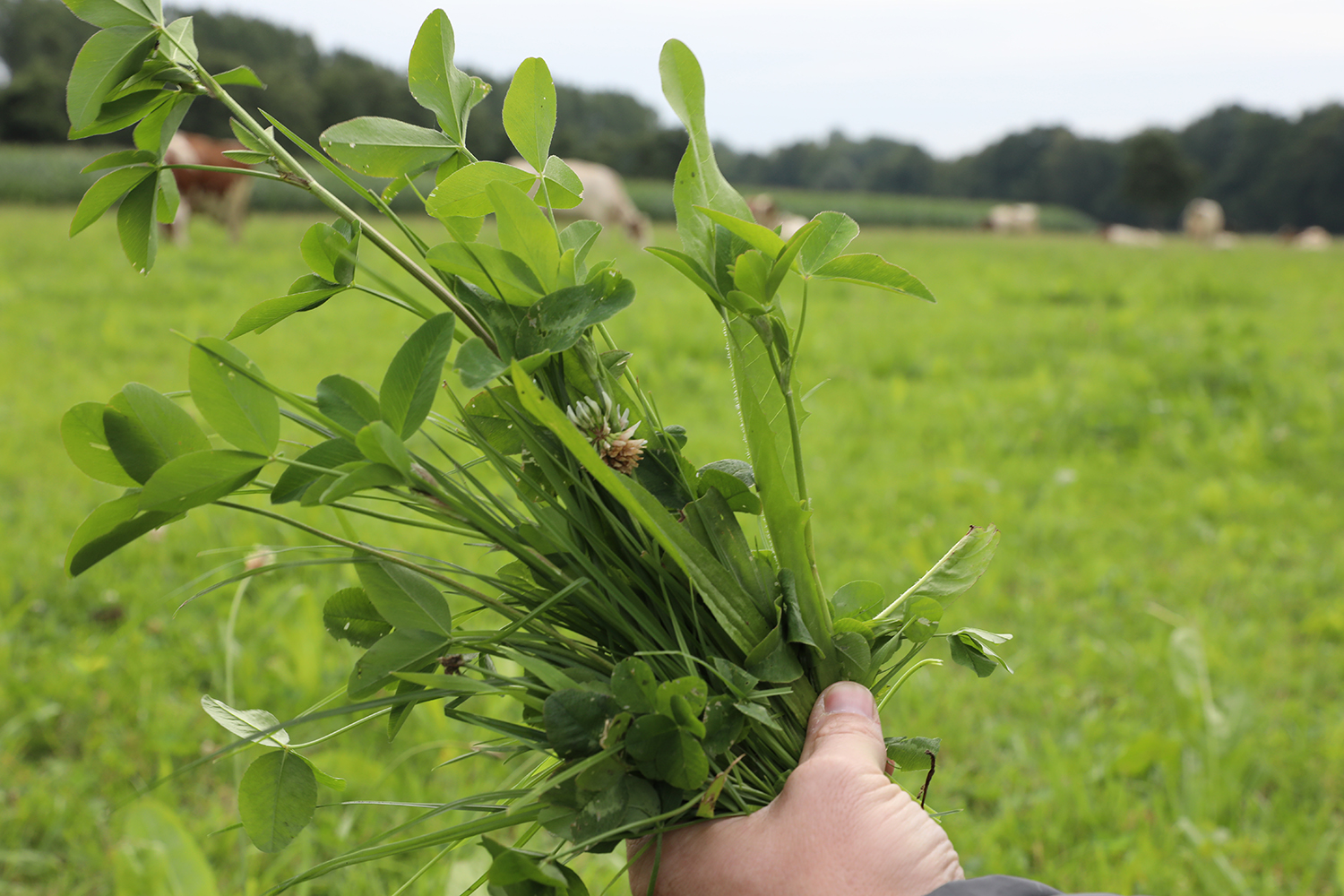 Kräuterreiches Grünland hat mehr Vorteile als nur die biologische Vielfalt