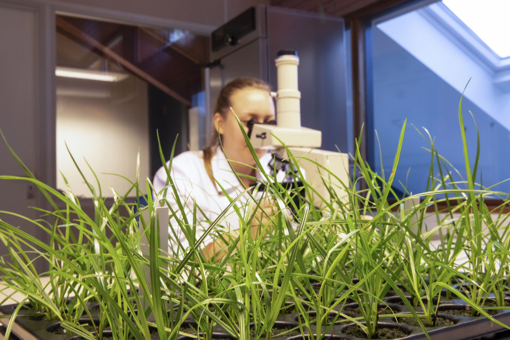 Barenbrug investiert in klimabeständige Graslösungs-Technologie, um Umweltprobleme anzugehen