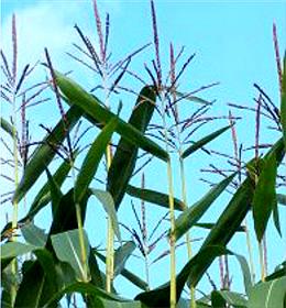 DLV Plant verwelkomt Barraco op de maisrassenlijst