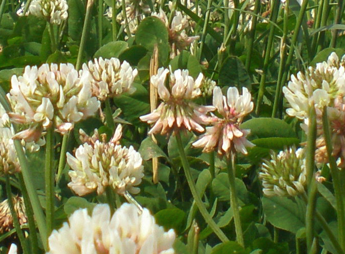 Erfolgreich Klee anbauen? So machen Sie das!