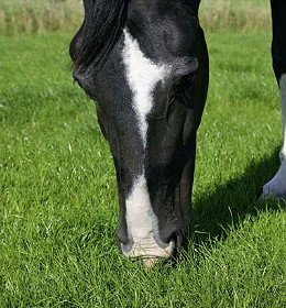 Het gehele jaar een groene, smakelijke paardenweide
