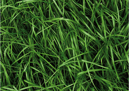 Geen hoger risico op nitraatuitspoeling bij scheuren