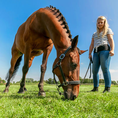 Barenbrug Horse
