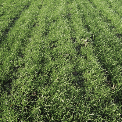 Soilcover_Groenbemesters_square.jpg