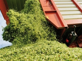 Large_Bonsilage_mais_HR.jpg