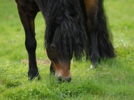 Grazend paard 