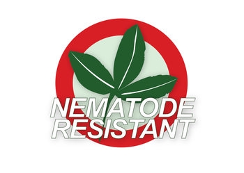 VL_luzerne_portal_luzerne_nematode_resistant.jpg