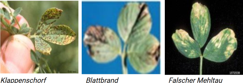 Blattfleckenkrankheit