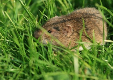 muis