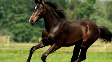 Rennend paard