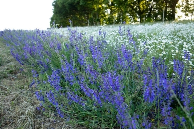Wiesen-Salbei-auf-dem-Feld.jpg
