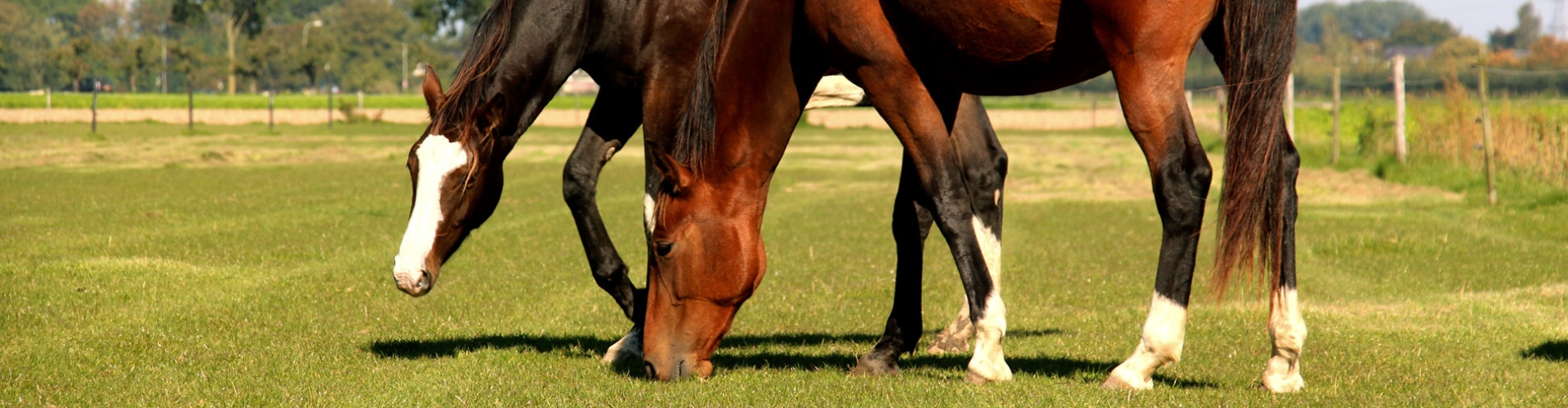 Header paardengras