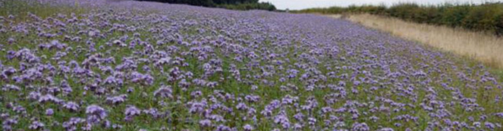 Phacelia