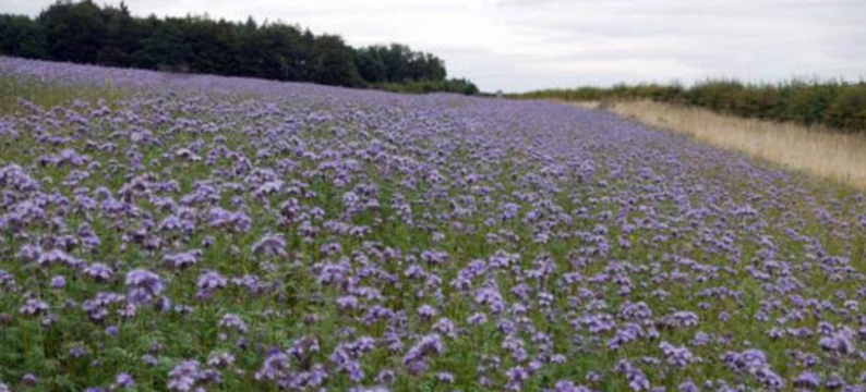 Phacelia