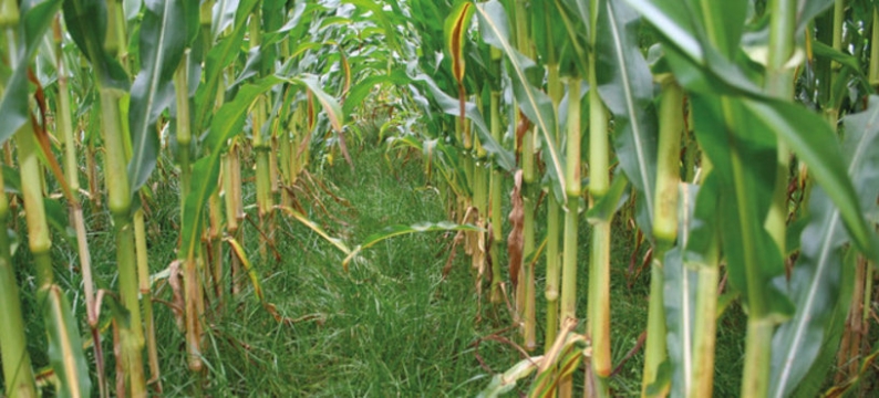Large_Proterra_Maize_Akkerbouw_HR.jpg
