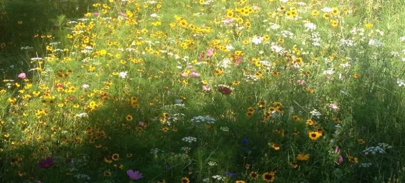 Blumenwiese2013gross.jpg