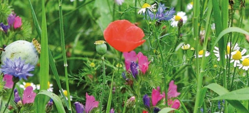 Large_Bloemenmengsels.jpg
