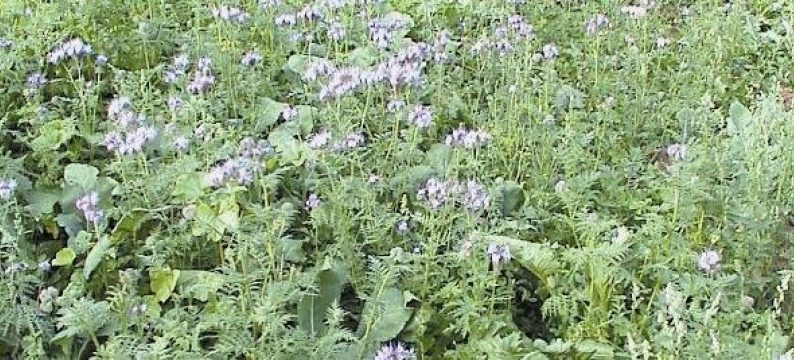 wildacker mehrjahrig