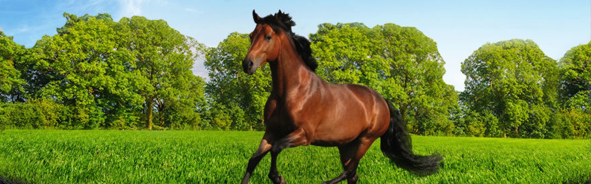 Horses_header_horse master