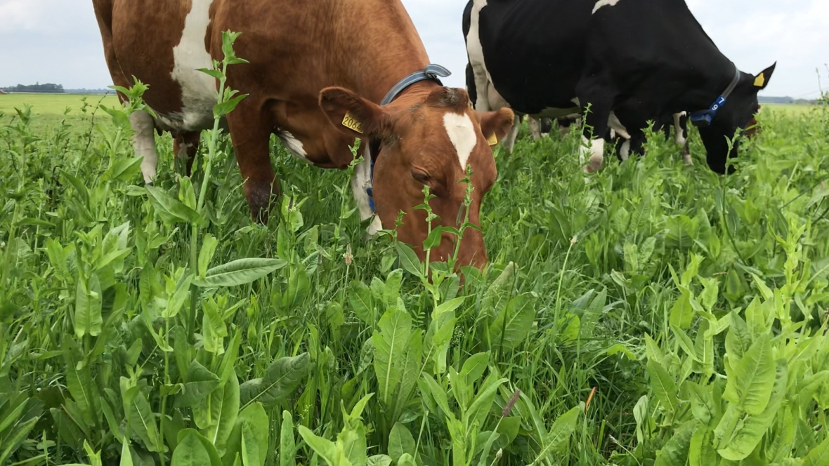 Cows eating NutriHerb