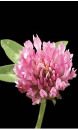 Trifolium pratense.jpg