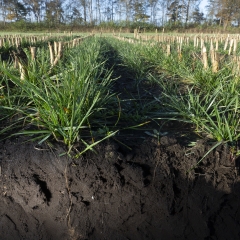 Proterra Maize