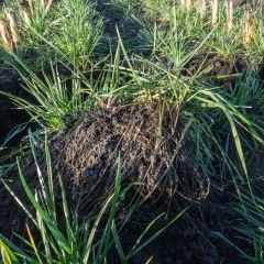 Proterra Maize